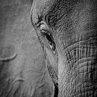 Buy canvas prints of African Elephant by Janette Hill