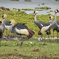 Buy canvas prints of Crowned Cranes  by Janette Hill