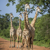 Buy canvas prints of Tower of Thornicroft Giraffe by Janette Hill
