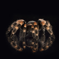 Buy canvas prints of Mexican Red Knee Tarantula by Janette Hill