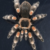 Buy canvas prints of Mexican Red Knee Tarantula  by Janette Hill