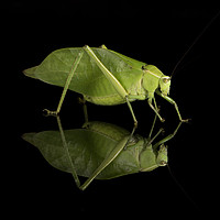 Buy canvas prints of Katydid by Janette Hill