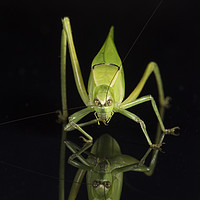 Buy canvas prints of Katydid, Head on! by Janette Hill