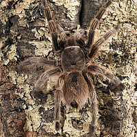 Buy canvas prints of Chilean Rose Tarantula by Janette Hill