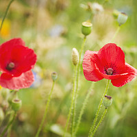 Buy canvas prints of Poppies by Janette Hill