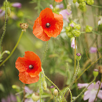 Buy canvas prints of Poppy Trio by Janette Hill