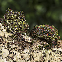 Buy canvas prints of Vietnamese Mossy Frogs by Janette Hill