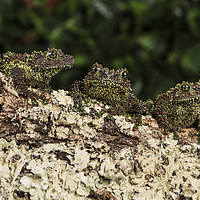 Buy canvas prints of Trio of Vietnamese Mossy Frogs by Janette Hill