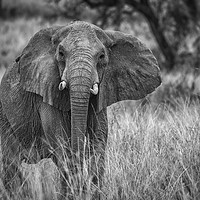 Buy canvas prints of African elephant by Janette Hill