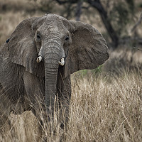 Buy canvas prints of African elephant, Murchison Falls, Uganda by Janette Hill