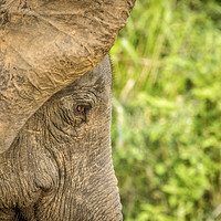 Buy canvas prints of Asian Elephant, Sri Lanka by Janette Hill