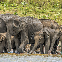 Buy canvas prints of Thirsty Asian Elephants, Sri Lanka by Janette Hill
