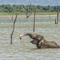 Buy canvas prints of Wallowing Asian elephant, Sri Lanka by Janette Hill
