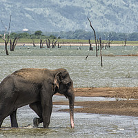 Buy canvas prints of Asian elephant in the lake by Janette Hill