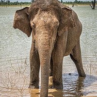 Buy canvas prints of Lone Bull, Asian Elephant, Sri Lanka by Janette Hill