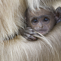 Buy canvas prints of Baby Langur Monkey by Janette Hill