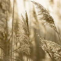Buy canvas prints of Grass in the evening sun by Janette Hill