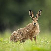 Buy canvas prints of Brown Hare Stare by Janette Hill