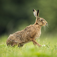 Buy canvas prints of Brown Hare Profile by Janette Hill