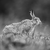 Buy canvas prints of Brown Hare in Mono by Janette Hill