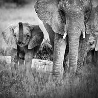 Buy canvas prints of Mother and Calf by Janette Hill