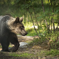 Buy canvas prints of Bear in the Woods by Janette Hill