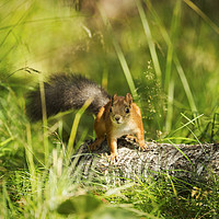 Buy canvas prints of Red Squirrel by Janette Hill