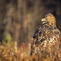 Buy canvas prints of Golden Eagle in Autumn Light by Janette Hill