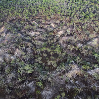 Buy canvas prints of Trees from the air by Janette Hill