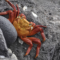Buy canvas prints of Sally Lightfoot Crab by Janette Hill