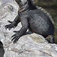 Buy canvas prints of Marine Iguana by Janette Hill