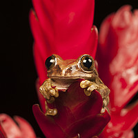 Buy canvas prints of Peacock Tree Frog by Janette Hill