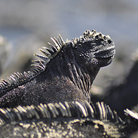Buy canvas prints of Marine Iguana, Galapagos Islands by Janette Hill
