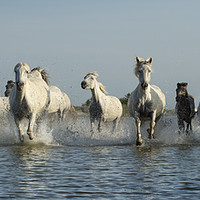 Buy canvas prints of White Horses of Camargue by Janette Hill