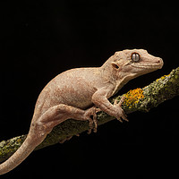 Buy canvas prints of Gargoyle Gecko by Janette Hill