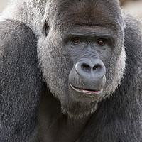 Buy canvas prints of Gorilla by Janette Hill