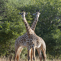 Buy canvas prints of Brace of Thornicroft Giraffe by Janette Hill