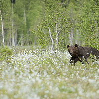 Buy canvas prints of Brown Bear in Cotton Grass by Janette Hill