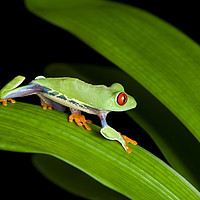 Buy canvas prints of Red Eyed Tree Frog on Green by Janette Hill