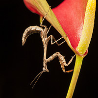 Buy canvas prints of Bud Winged Mantis by Janette Hill