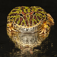Buy canvas prints of Argentinian Horned Frog Portrait by Janette Hill