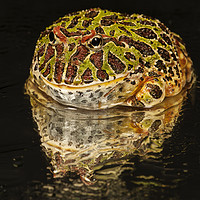 Buy canvas prints of Argentinian Horned Frog, side portrait by Janette Hill