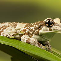Buy canvas prints of Milk Frog by Janette Hill