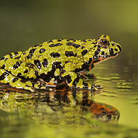 Buy canvas prints of Firebelly Toad by Janette Hill