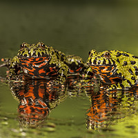 Buy canvas prints of Firebelly Toad Duo by Janette Hill