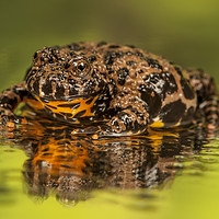Buy canvas prints of Brown Firebelly Toad  by Janette Hill