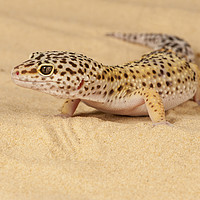 Buy canvas prints of Leopard Gecko by Janette Hill