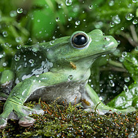 Buy canvas prints of Frog in the Rain  by Janette Hill