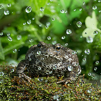 Buy canvas prints of Rainy Toad by Janette Hill
