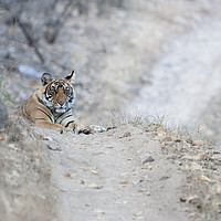 Buy canvas prints of Noor, Tigress Ranthambhore by Janette Hill